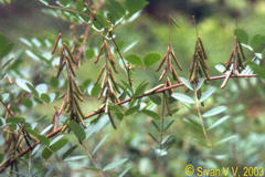 Indigofera tinctoria